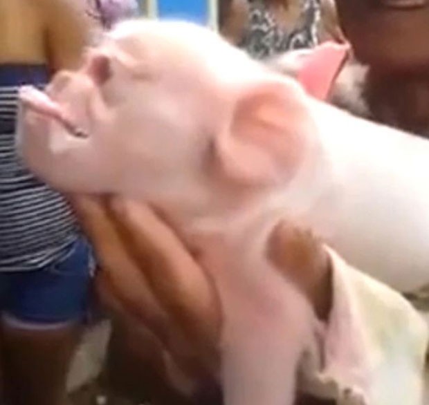 Porco com cara de macaco chama a atenção em Cuba (Foto: Reprodução)