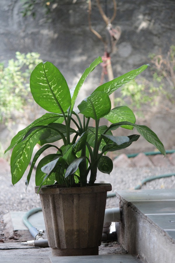 Dieffenbachia seguine, also known as dumbcane is a species of Dieffenbachia native to the tropical Americas —from southern Mexico, through Central America, to northern South America and Brazil. It is also native to several Caribbean islands, including Pue (Foto: Getty Images)
