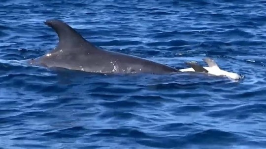 Vídeo de golfinho carregando filhote morto gera comoção na web