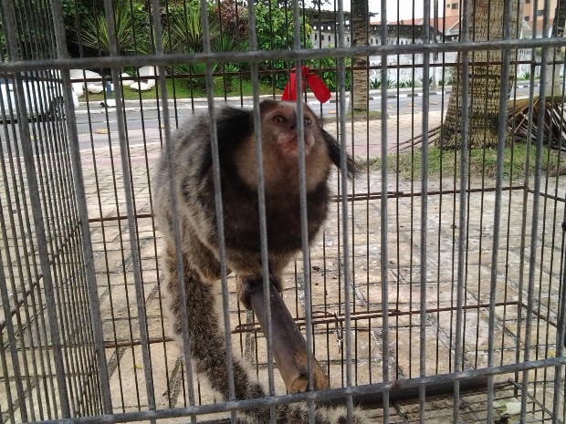 Sagui vendido ilegalmente é resgatado em Santos 