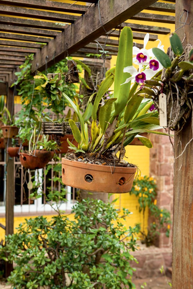 orquideas (Foto: Casa e Jardim)