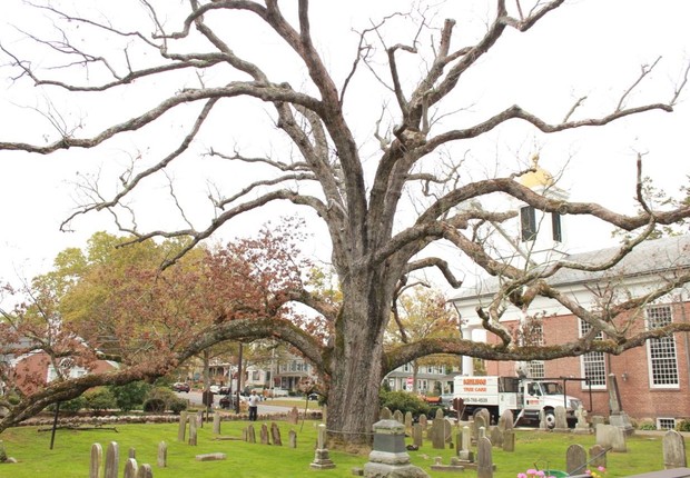Carvalho era considerado a uma das árvores mais antigas dos Estados Unidos (Foto: Reprodução/Facebook/Basking Ridge Presbyterian Church)