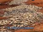 Mortandade de peixe gera prejuízo de R$ 18 milhões no Castanhão, no CE