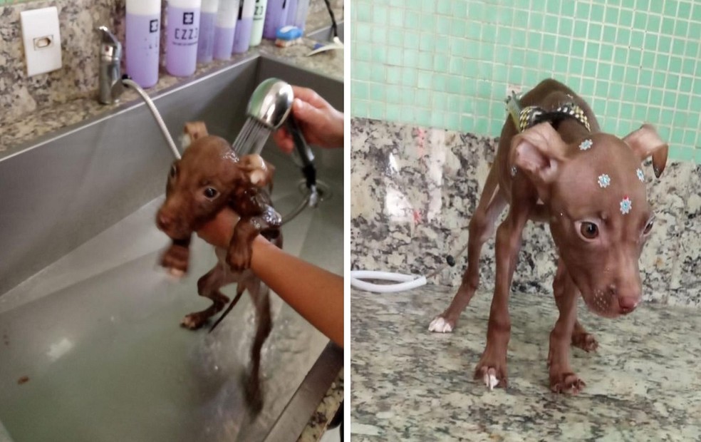 Animal resgatado foi levado para uma clínica veterinária em Garça (SP) — Foto: ONG Spaddes/Divulgação