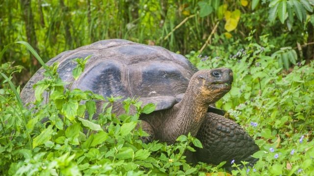 As tartarugas gigantes de Galápagos são protegidas, mas mais de uma dúzia foram caçadas nos últimos anos (Foto: GETTY IMAGES (via BBC))