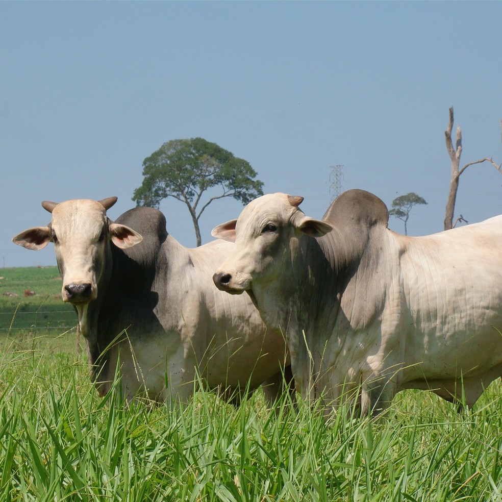 Mato Grosso do Sul é o seg.undo maior produtor de carne bovina do país. — Foto: João Carlos Castro - Famasul