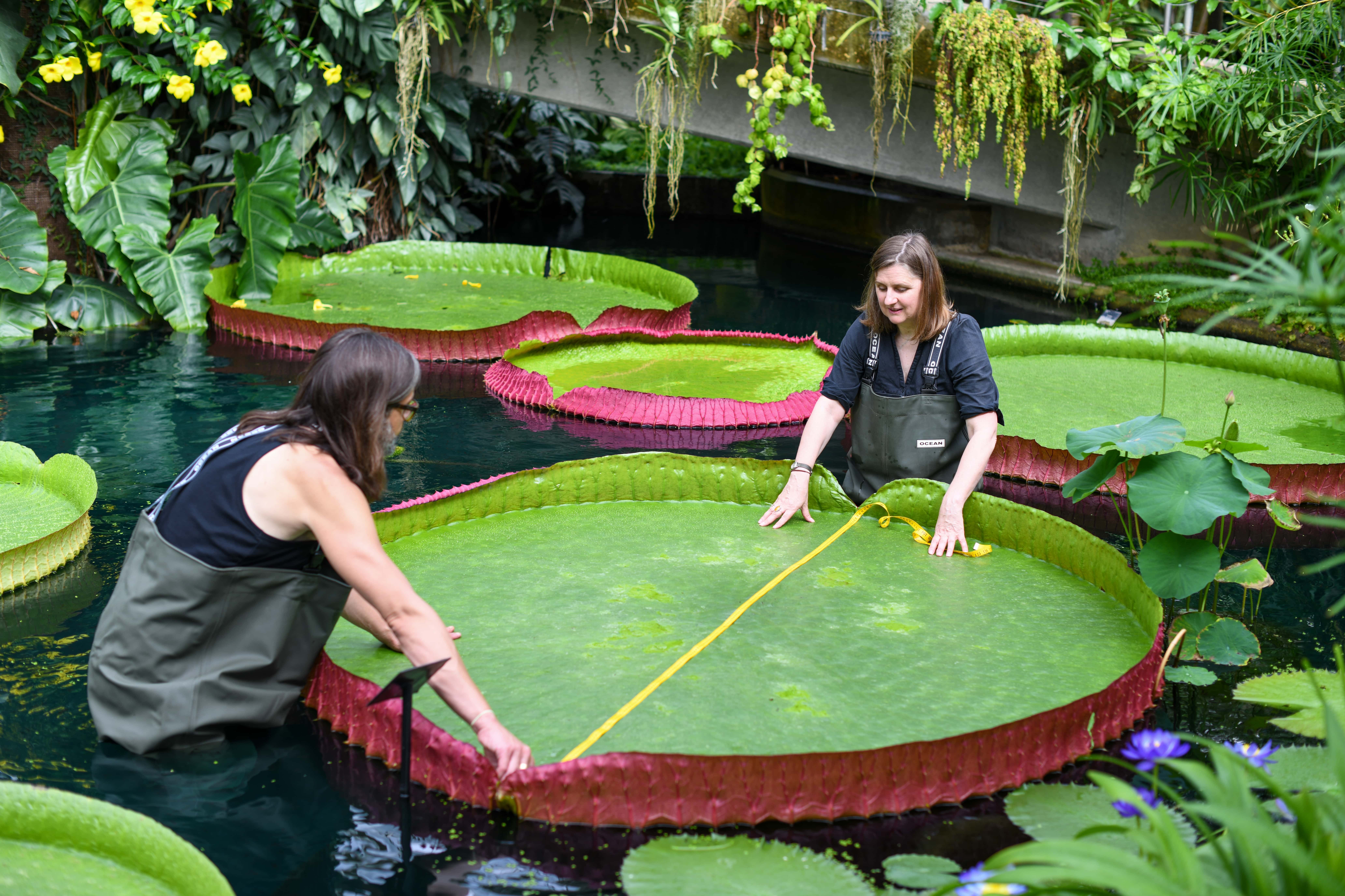 A planta Victoria boliviana é nativa da Bolívia, onde cresce em um dos maiores pântanos do mundo, os Llanos de Moxos (Foto:  RBG Kew)