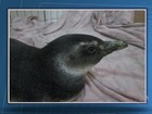 Pinguim é encontrado em praia do município de Itacaré, no sul da Bahia