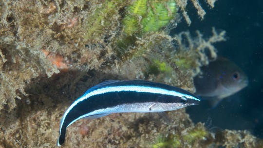 Peixes podem se reconhecer em fotografias, revela pesquisa