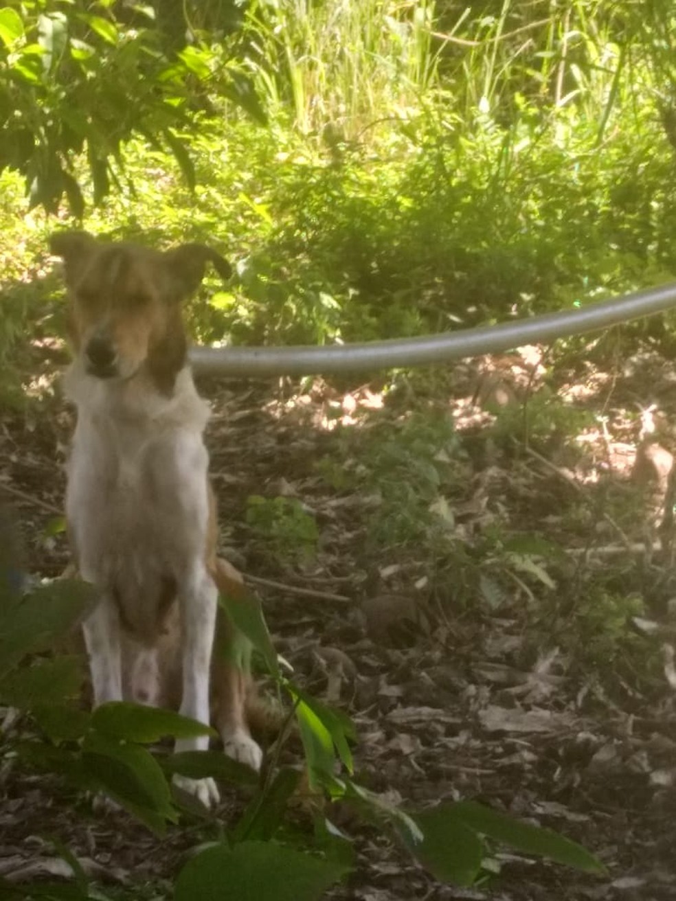 Cano preso no pescoço do animal impedia os movimentos dele — Foto: Marco Lima/Ascom Inan