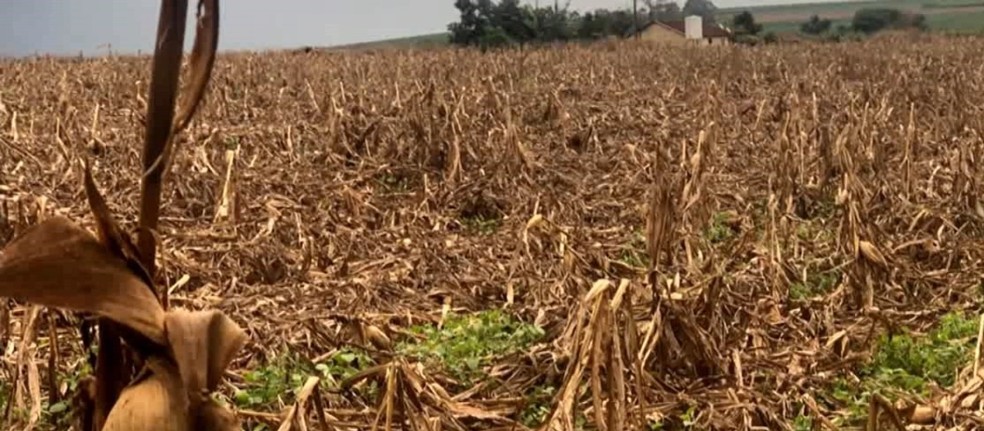 Produção de milho e feijão foram as mais prejudicadas na região de Serra do Salitre por conta das chuvas — Foto: Reprodução/TV Integração