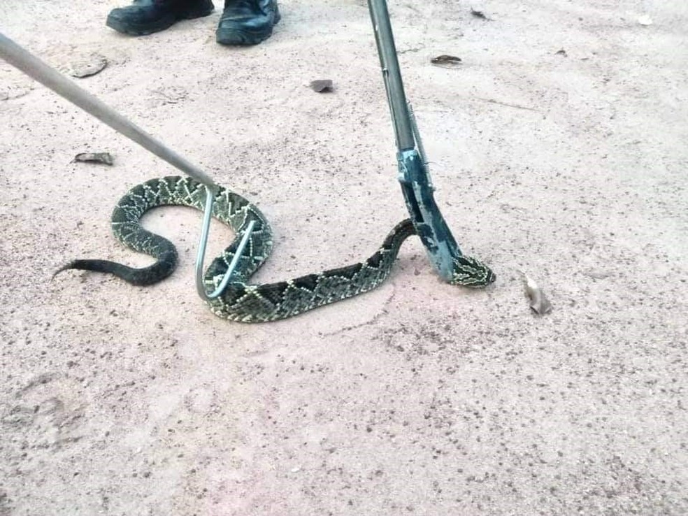 Cobra Cascavel De Quase Um Metro E Capturada Em Quintal De Casa No Canta Em Rr Roraima G1