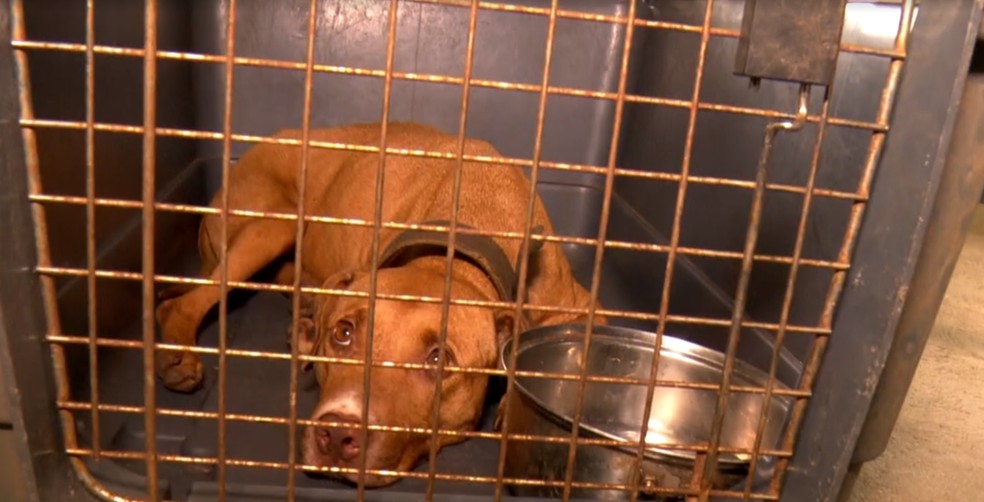 Cachorro da raça pitbull encontrado em rinha de cães ilegal em Mairiporã, Grande São Paulo — Foto: Reprodução/TV Globo