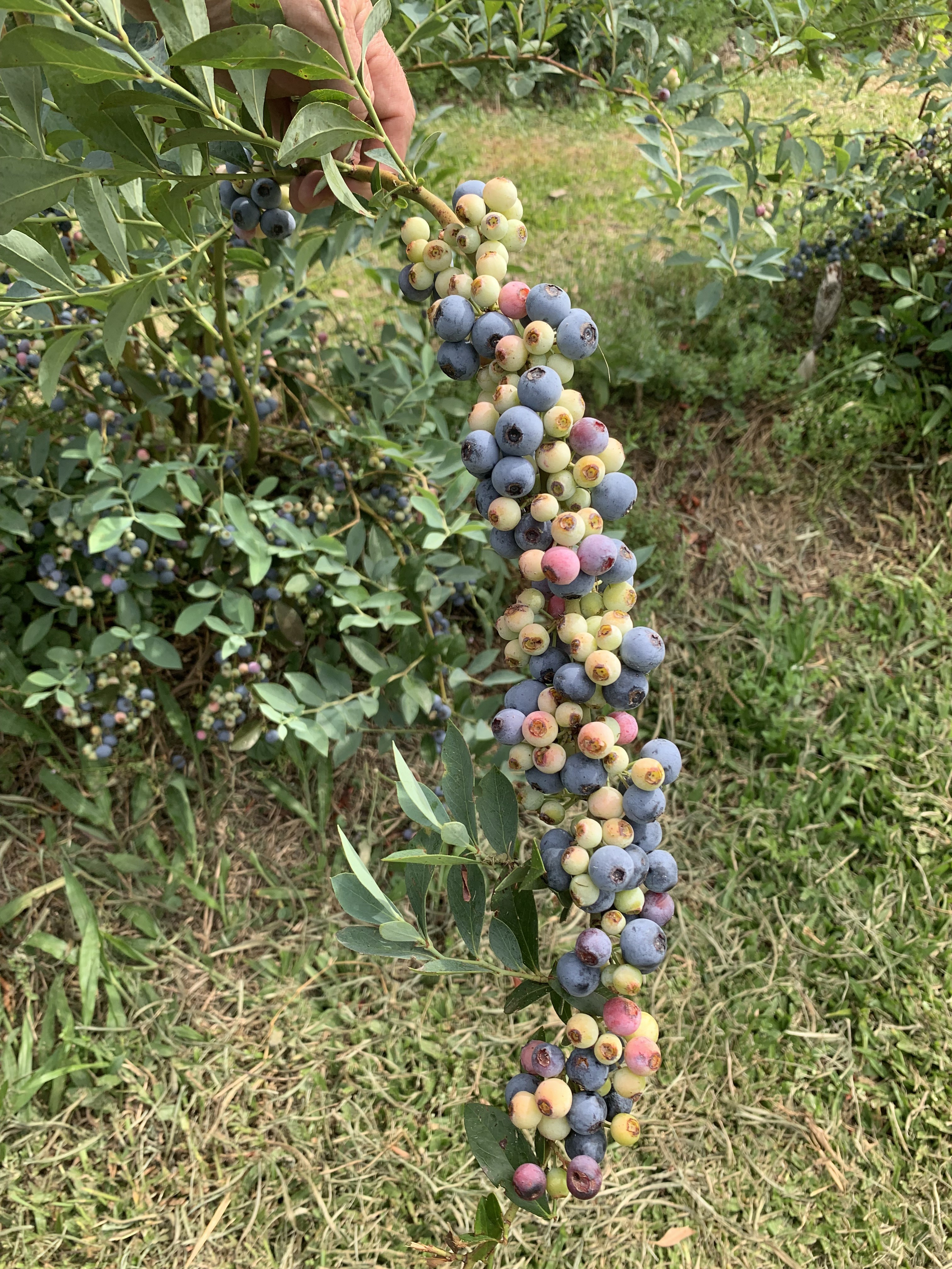 Colheita de mirtilo (blueberry) (Foto: Emater/RS)