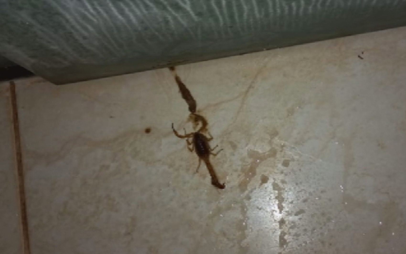 Jovem é picada por escorpião ao descer da cama, em Rio Verde