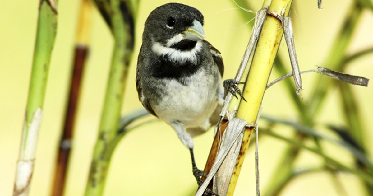 O pássaro Papa-capim cantando solto na natureza