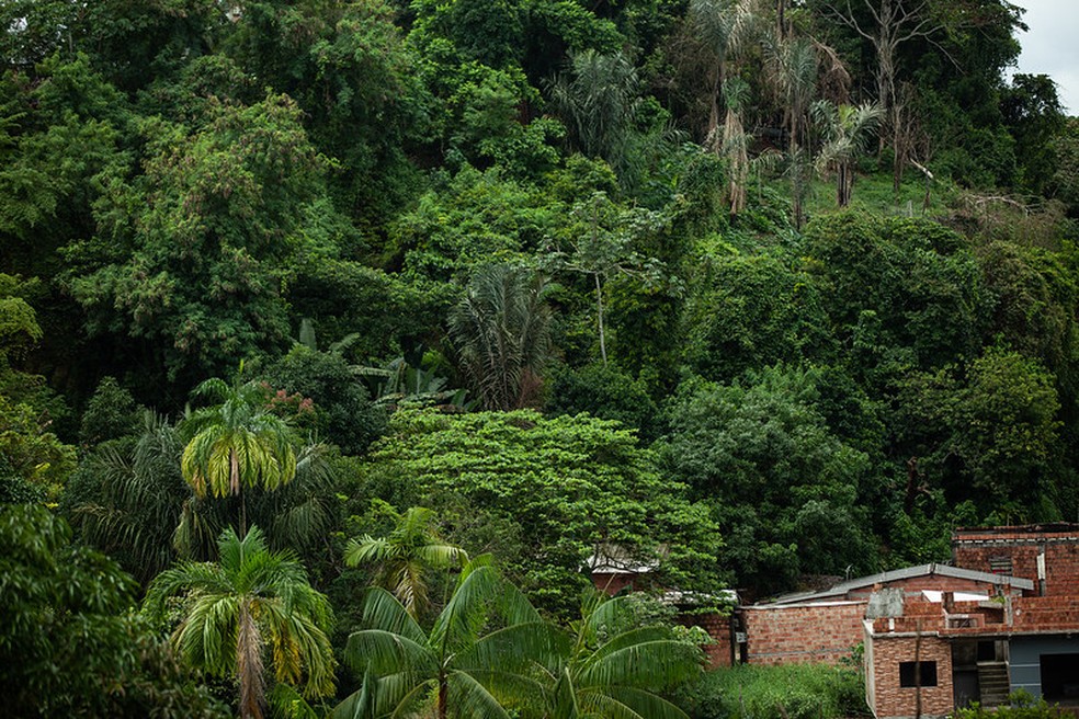 Ocupação irregular em área de preservação ambiental na Zona Norte de Manaus. — Foto: Raphael Alves/TJAM
