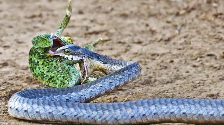 Camaleão em luta com uma cobra venenosa