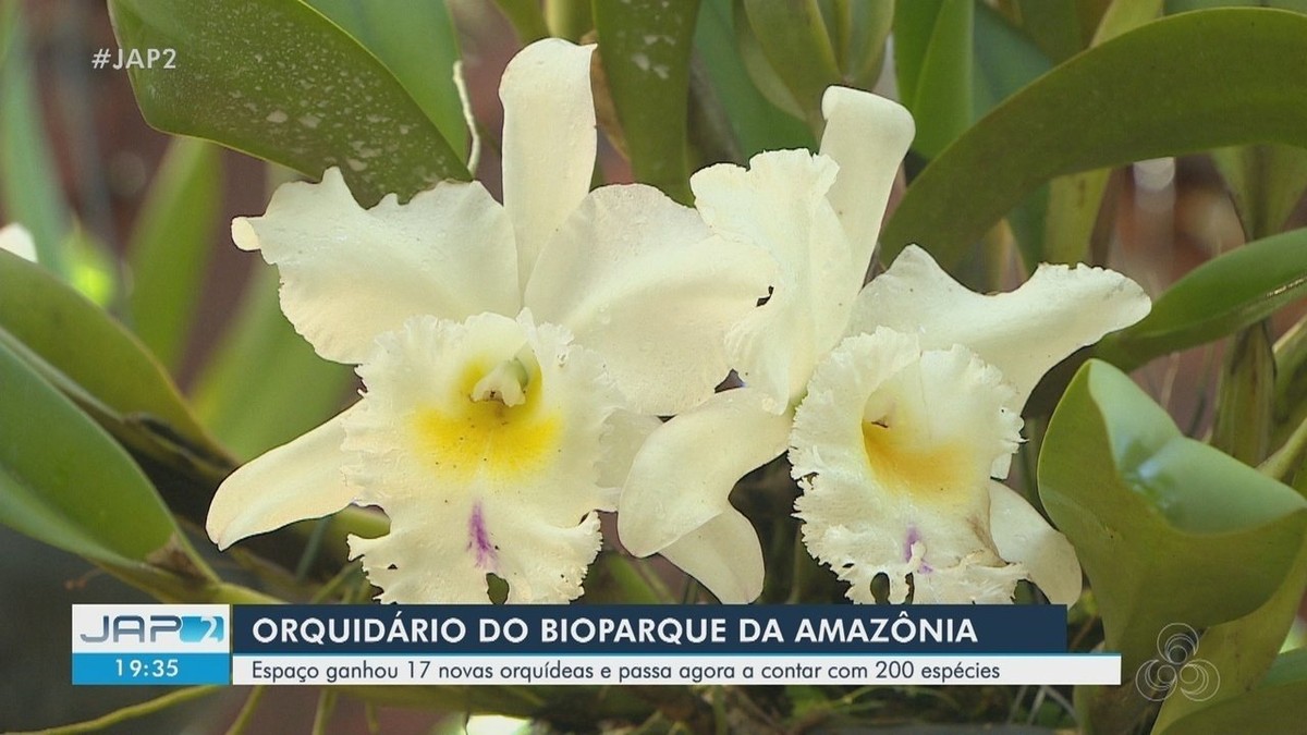 Bioparque da Amazônia, no AP, ganha 17 novas orquídeas e agora conta com  cerca de 200 espécies | Amazônia | G1