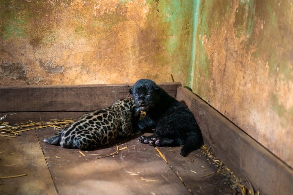 Filhote macho é pintado, a fêmea é a preta — Foto: Alexandre Marchetti/Itaipu Binacional