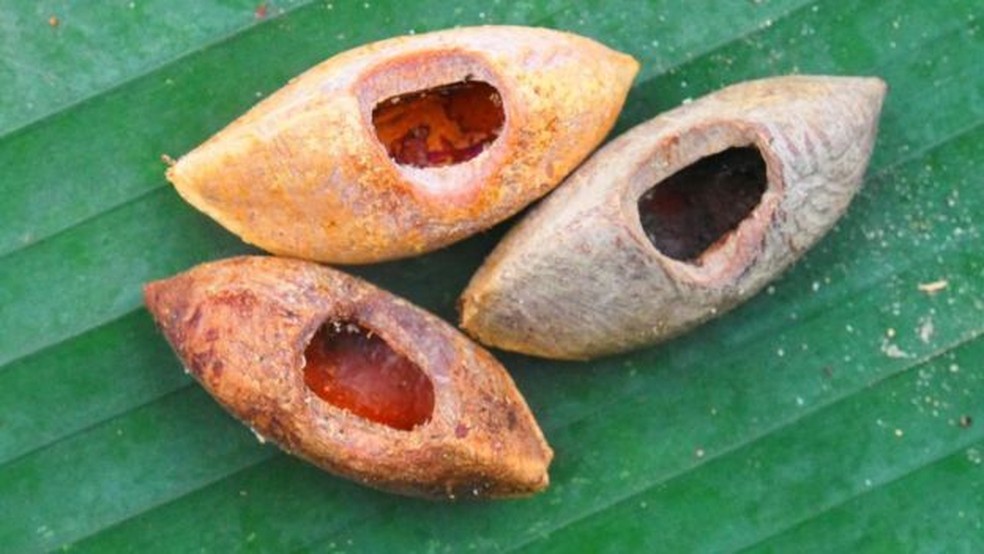 Algumas das castanhas que acredita-se terem sido roídas pelo bicho (Foto: Tyrone Lavery/The Field Museum)