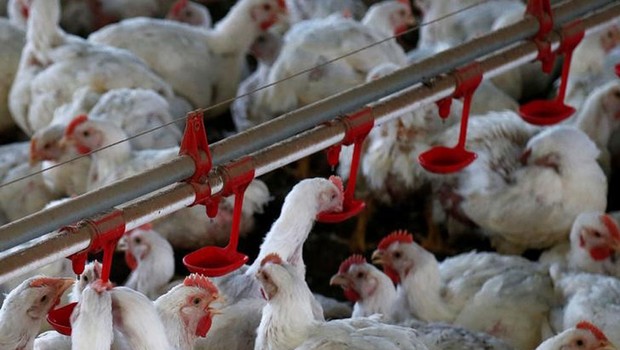 Galinhas são fotografadas em uma fábrica de aves na cidade de Lapa, Paraná ; frango ; exportação de carne ;  (Foto: Rodolfo Buhrer/Reuters)