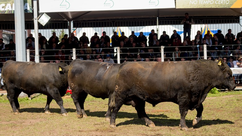 expointer-bois-angus-gado (Foto: Divulgação)