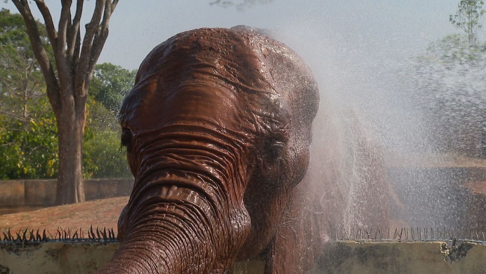 Elefante Chocolate, do Zoo de Brasília, se refresca durante onda de calor no DF — Foto: TV Globo/Reprodução