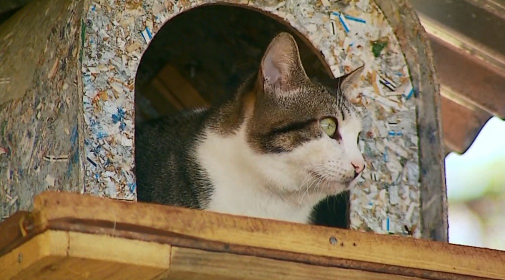 Gato ganhou casa em cima da árvore após fugir de cachorros em São José da Barra (Foto: Reprodução EPTV)