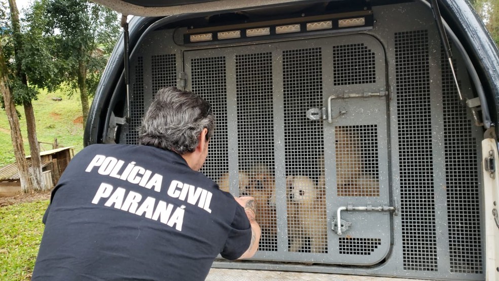 Secretaria diz que Polícia Civil tem feito operações de combate aos maus-tratos — Foto: Sesp-PR/Divulgação