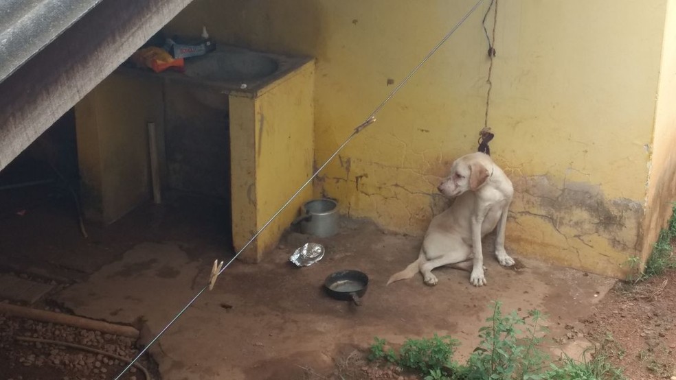 Animal estava amarrado com uma corda  (Foto: Guarda Metropolitana Ambiental/Divulgação)