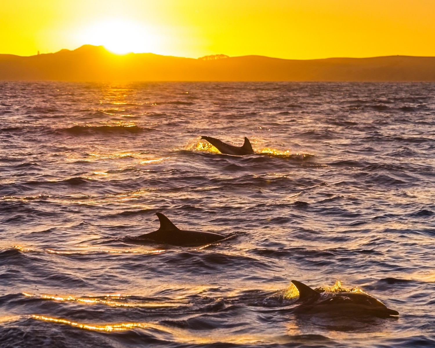 Os golfinhos costumam viver em rebanhos  (Foto: Canva / Creative Commoms)