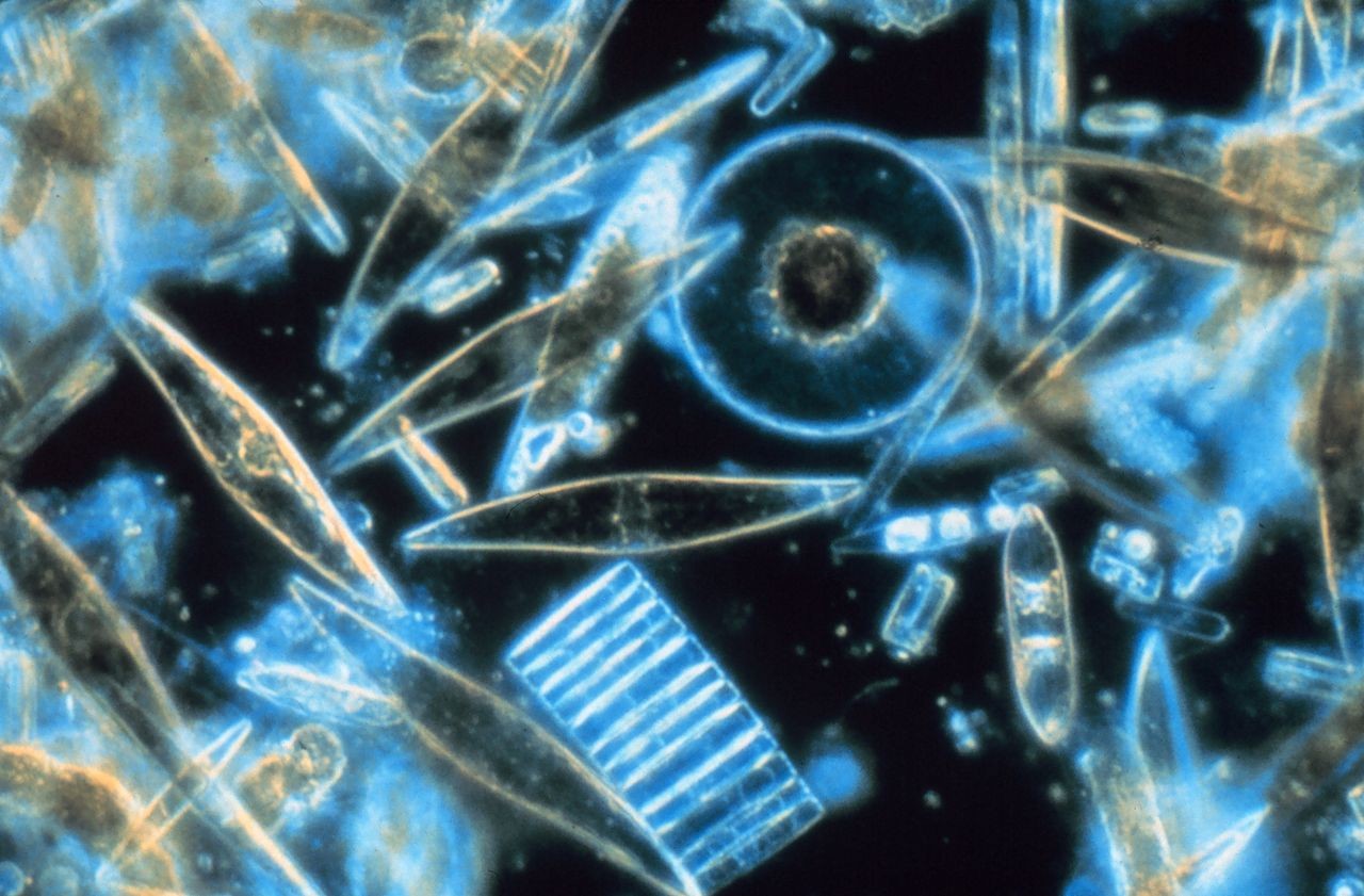 Micrografia mostra um close em organismos considerados fitoplâncton (Foto: Wikimedia Commons)