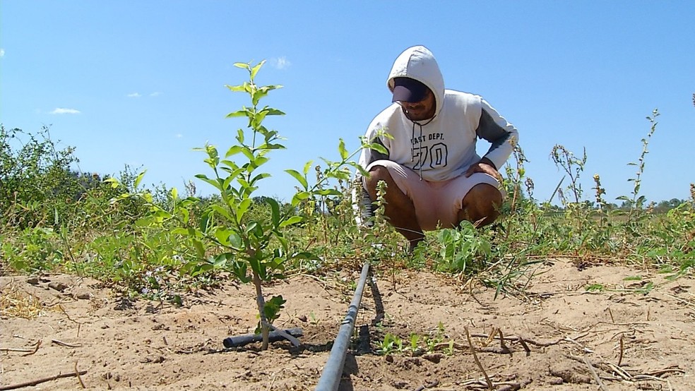 Agricultores do RN aumentam tempo de irrigaÃ§Ã£o na Primavera por causa do calor â€” Foto: ReproduÃ§Ã£o/Inter TV Costa Branca