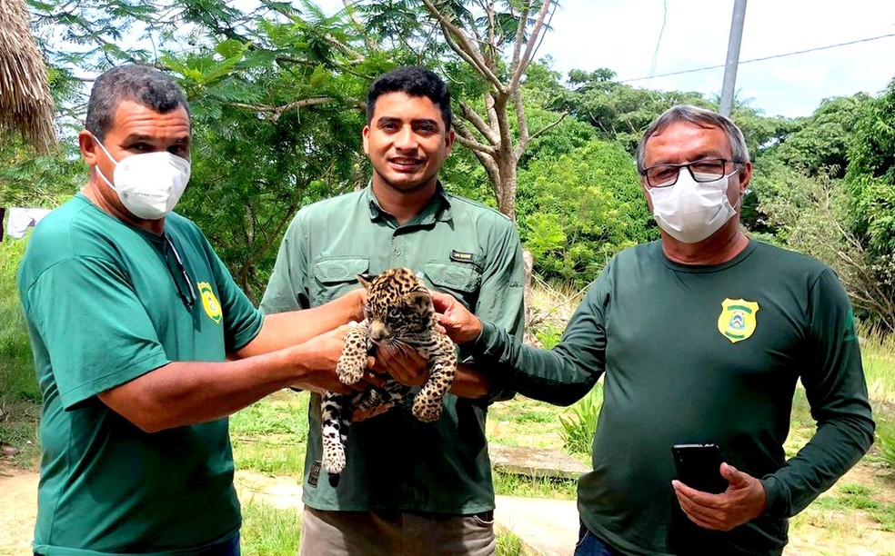 Animal será levado para criadouro conservacionista — Foto: Naturatins/Divulgação
