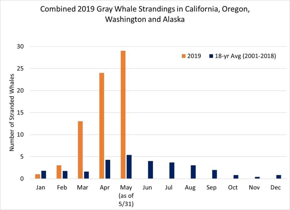 Gráfico comparativo ilustra ( em laranja) número de encalhes de baleias na California, Oregon, Washington e Alaska, em 2019 e ( em azul) média que vai de 2001 até 2018.  (Foto: NOAA)