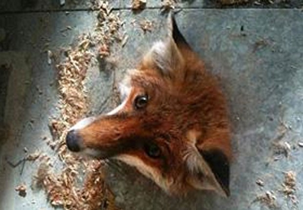 No ano passado, uma raposa foi resgatada por agentes da Sociedade Real para a Prevenção da Crueldade aos Animais (RSPCA) após ser encontrada com a cabeça entalada em um buraco no chão na Universidade de Hertfordshire, em Hatfield, na Inglaterra (Foto:  Divulgação/RSPCA)