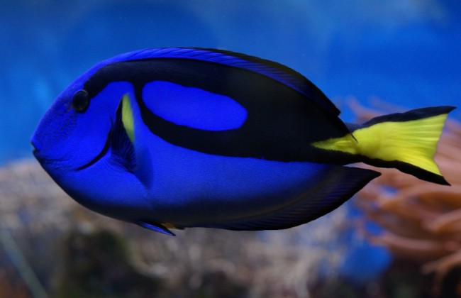 A espécie da Dory, do filme da Pixar, costuma se deitar no fundo do aquário para dormir (Foto: Canva/ CreativeCommons)
