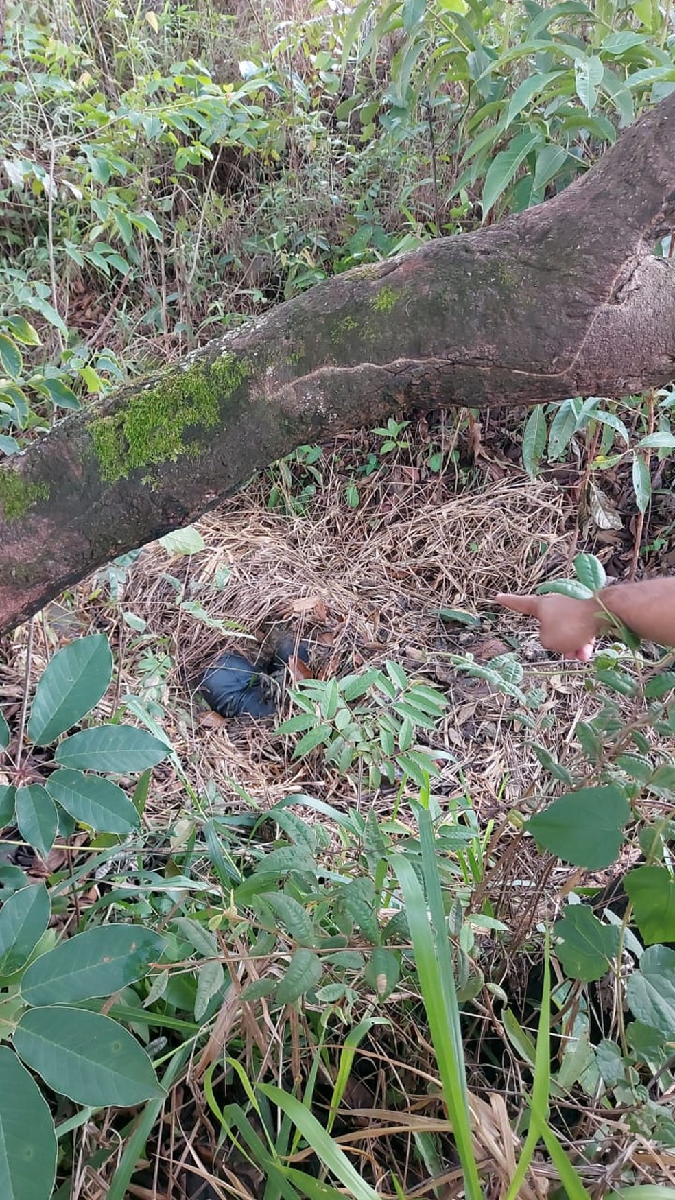 Corpos de mãe e filha desaparecidas estavam cobertos por folhas em área de mata, perto do córrego Sol Nascente, no DF — Foto:  PCDF/Reprodução
