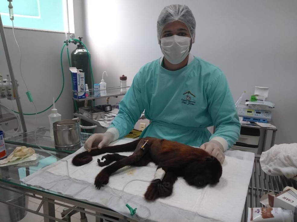 Animal foi atendido às pressas para evitar infecção por conta da fratura.  — Foto: Divulgação/PRF