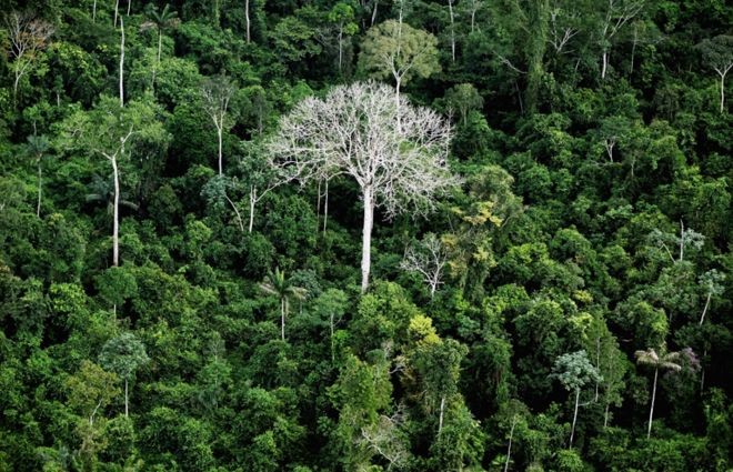 BBC: Perdas de floresta virgem contabilizadas por relatório podem ser, em muitos casos, a degradação, momento inicial de um processo de desmatamento (Foto: GETTY IMAGES VIA BBC)
