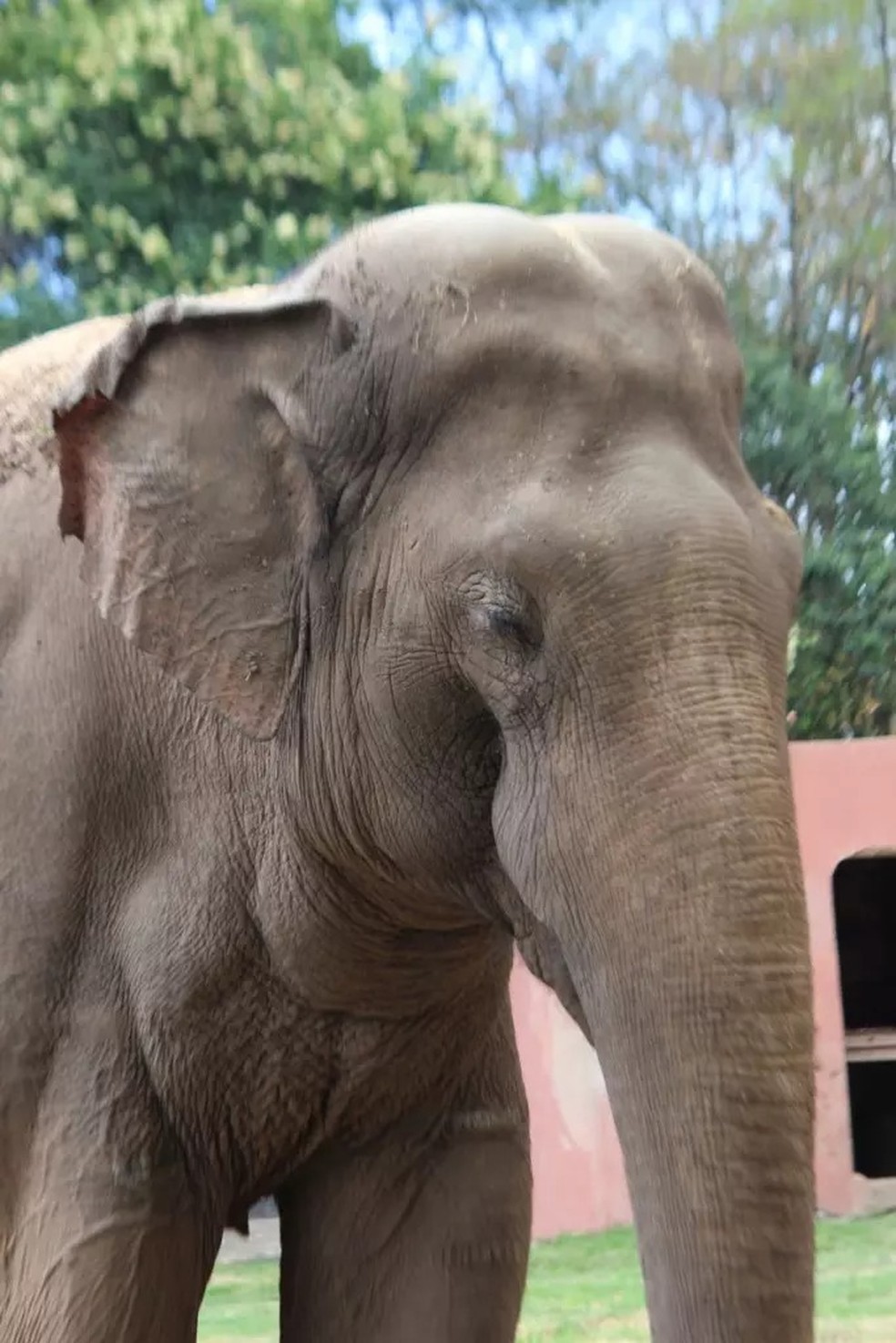 Sandro é um elefante de 50 anos e precisa de cuidados específicos devido a idade. — Foto: Santuário dos Elefantes (SEB)