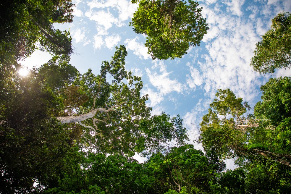 Pará abriga 9% das florestas tropicais do mundo — Foto: Asimas/Divulgação