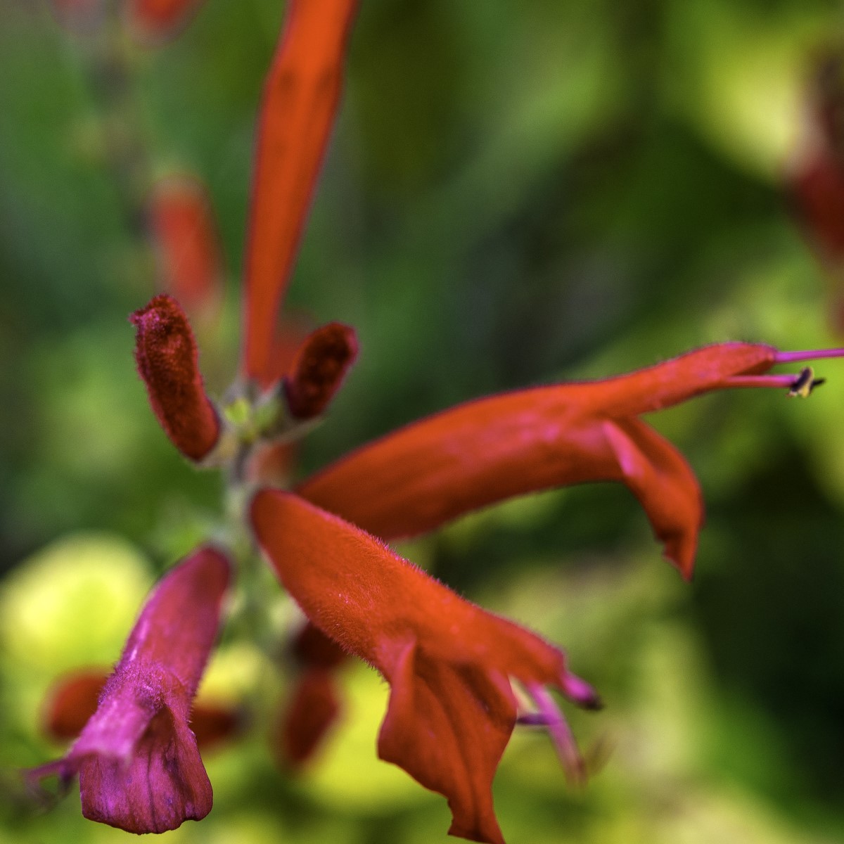 Salvia elegans (Foto: Flickr/ Tom Christensen / CreativeCommons)