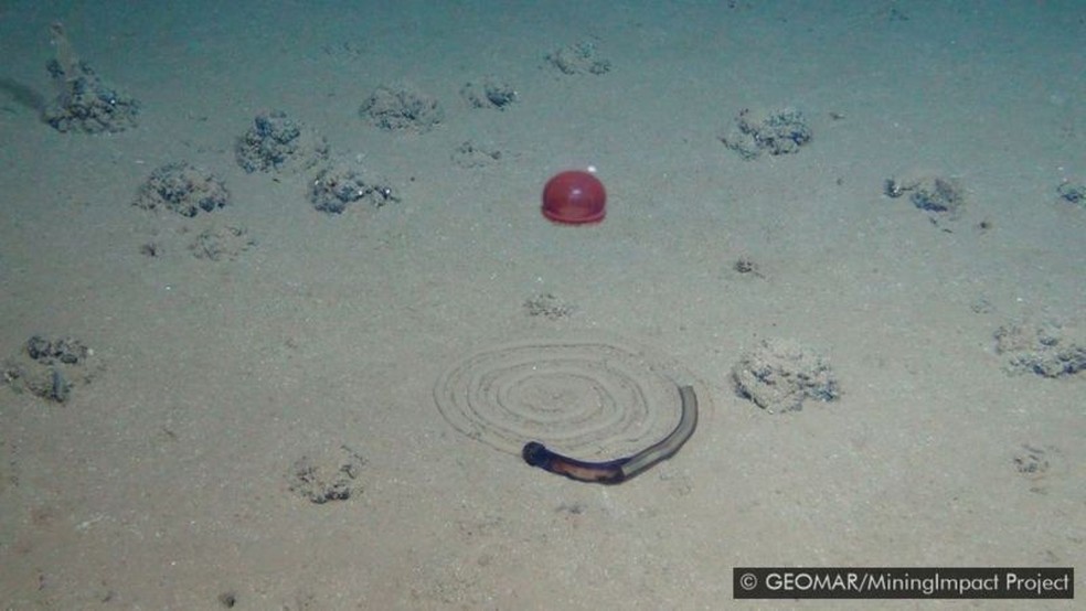 Outro tipo de rastro — uma espiral curiosa deixada por uma minhoca do mar, observada acima por uma água-viva — Foto: GEOMAR/MININGIMPACT PROJECT