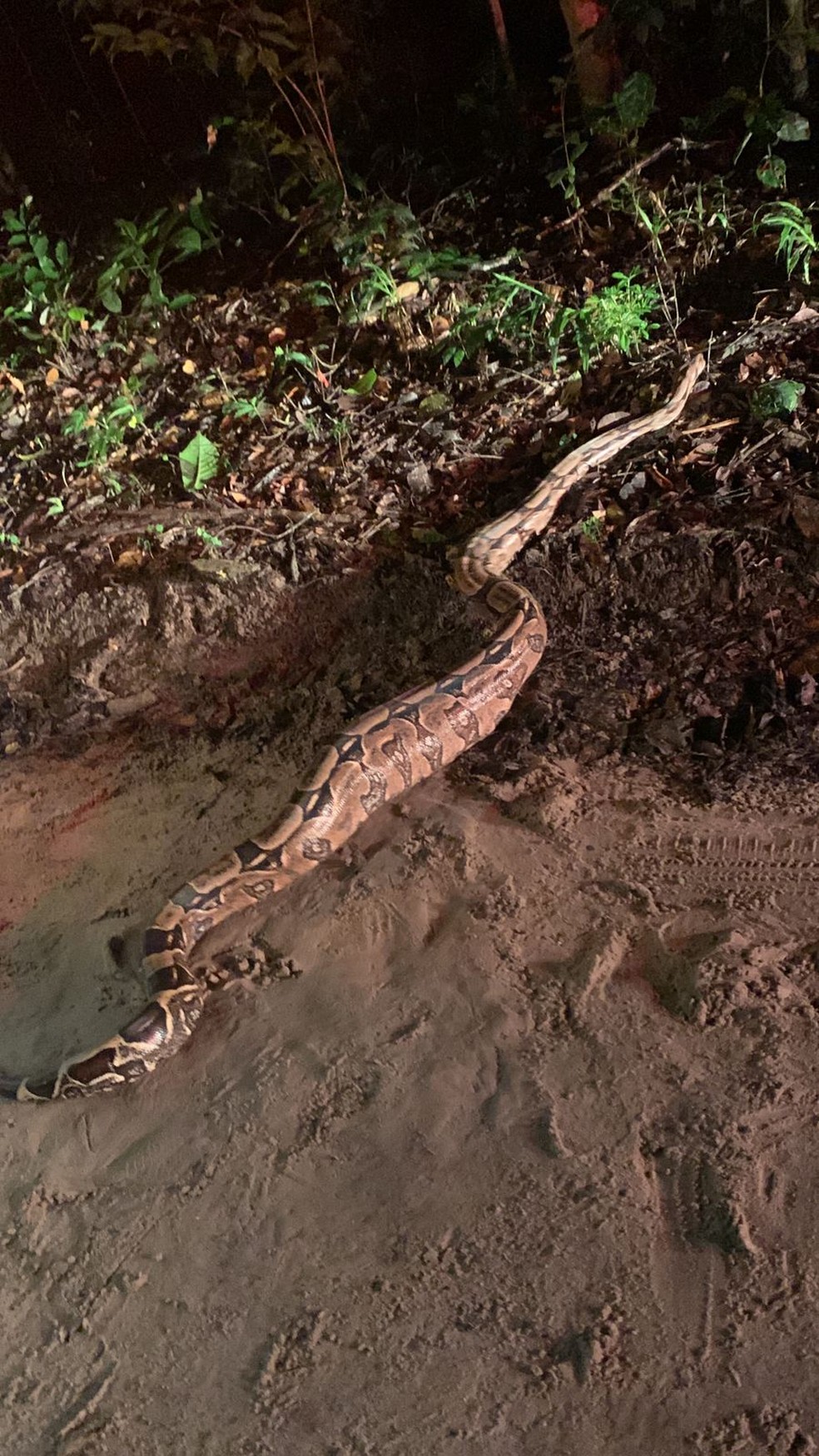 Jiboia achada pela PM tinha quase dois metros e foi devolvida à natureza — Foto: Divulgação/PMPB