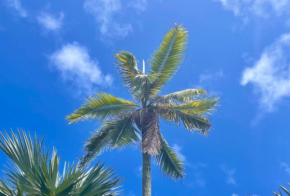 A palmeira Dictyosperma album var. conjugatum possui um único exemplar nas Ilhas Maurício