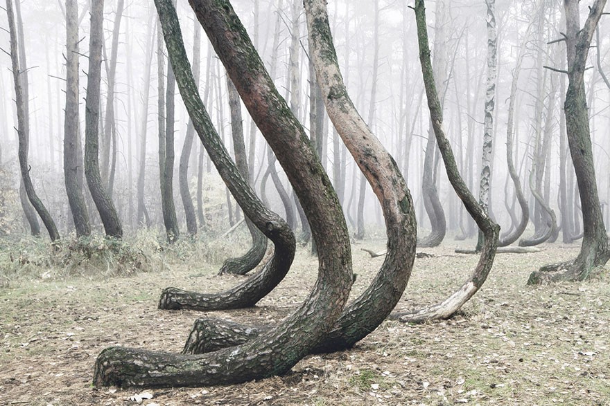 árvore (Foto: Kilian Schönberger)