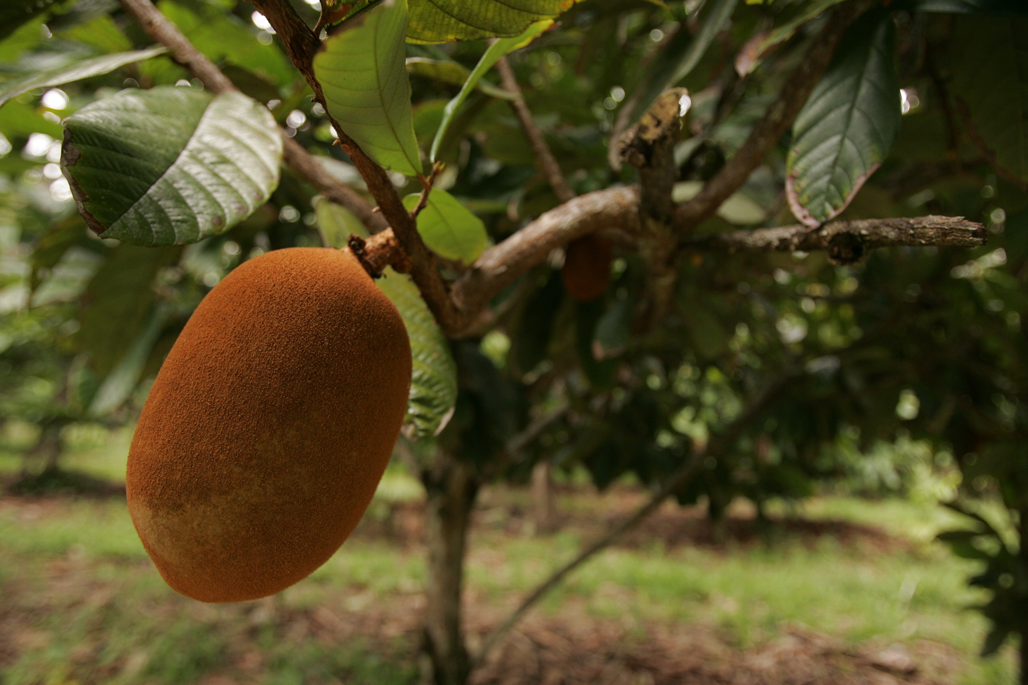 O cupuaçu é um fruto típico do norte do Brasil (Foto: Thinkstock)