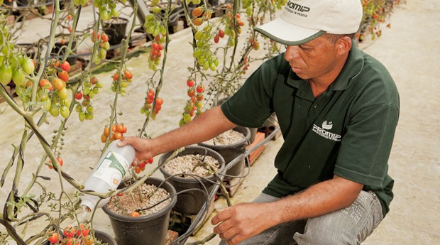 Aplicação dos ácaros predadotes em plantação de tomates (Foto: Divulgação)